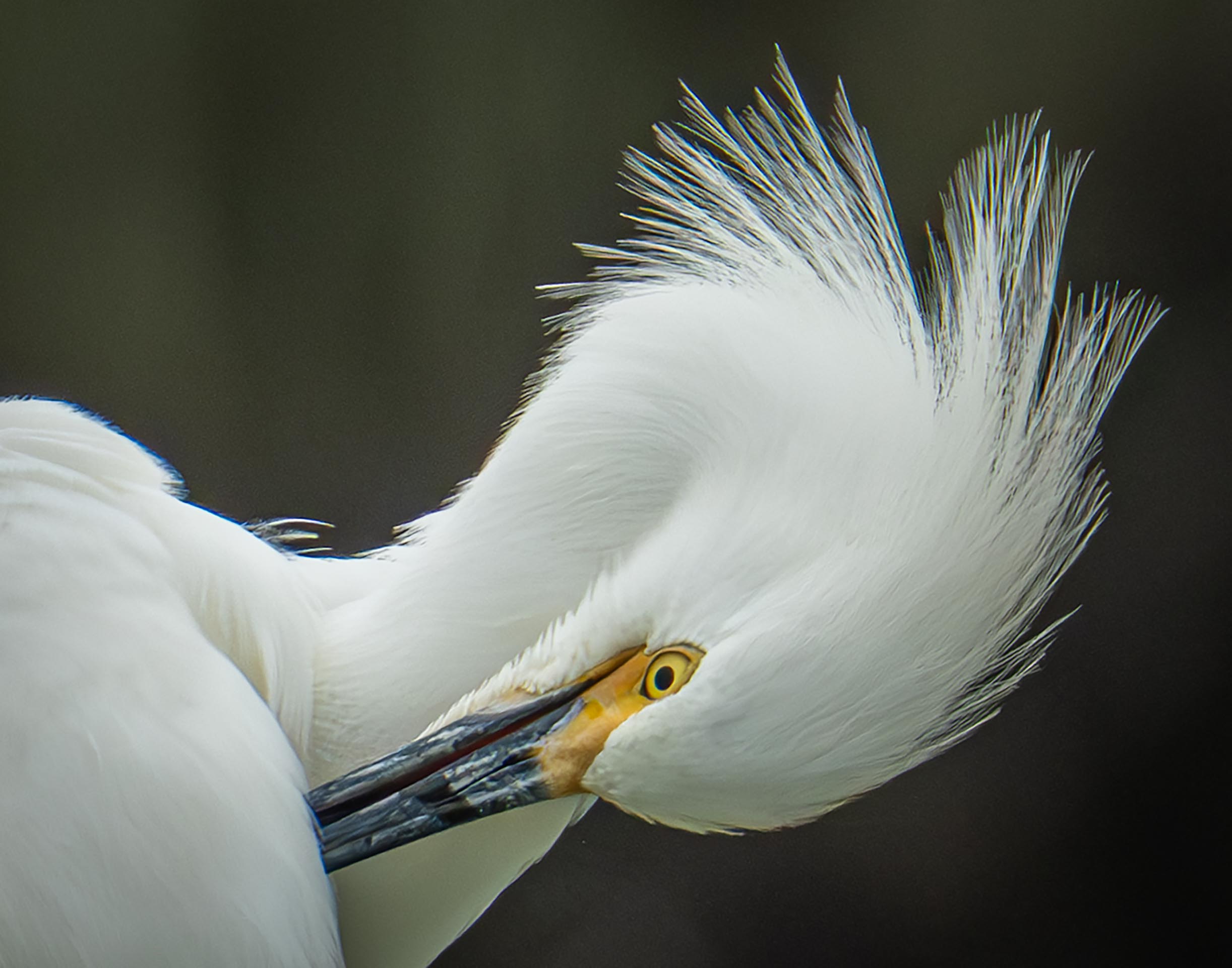 3rd PrizeOpen Nature In Class 3 By Nancy Allen For Swirly Head SEP-2025.jpg